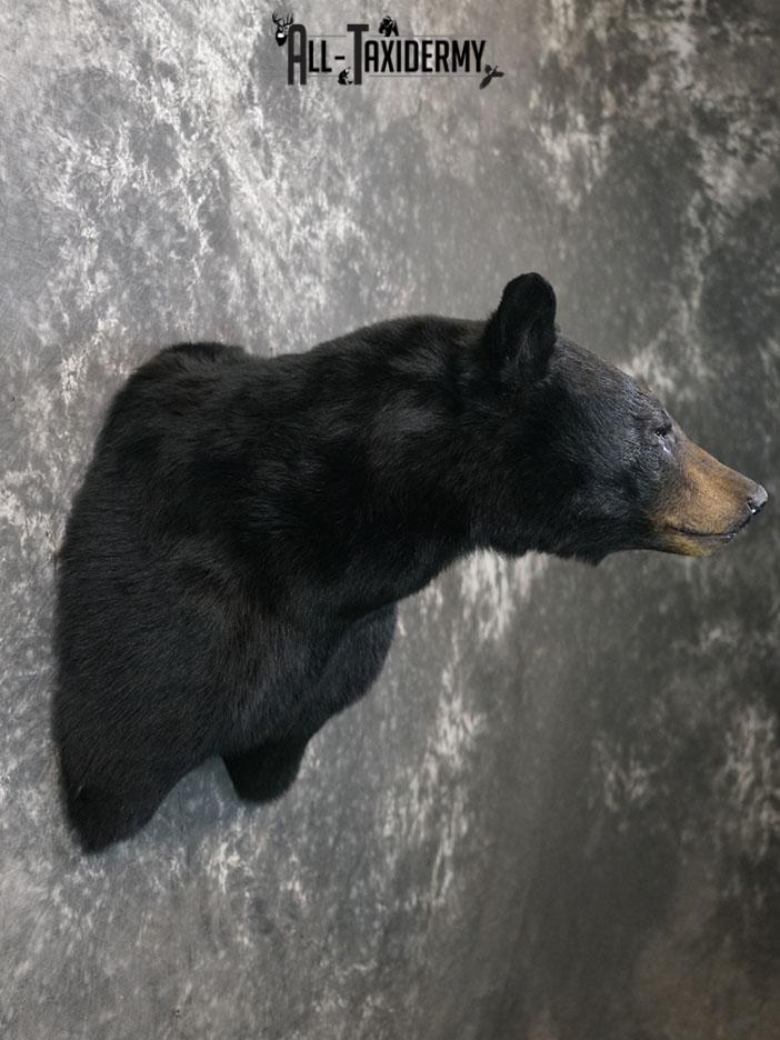 Black bear taxidermy shoulder mount SKU 2378 - Image 3