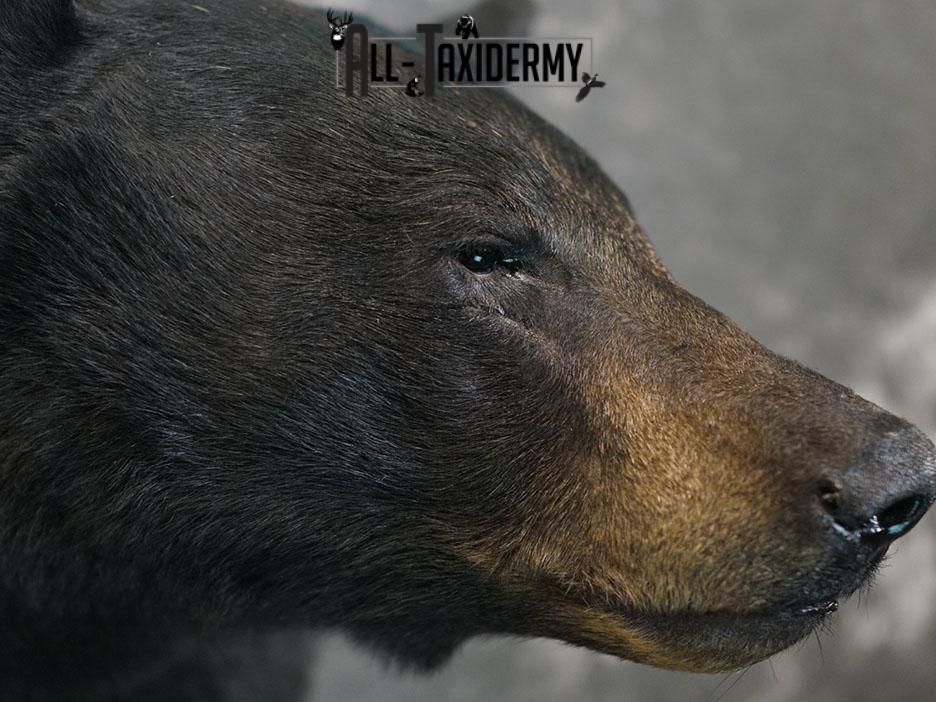 Black bear taxidermy shoulder mount SKU 2378 - Image 6