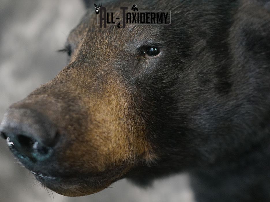 Black bear taxidermy shoulder mount SKU 2378 - Image 7
