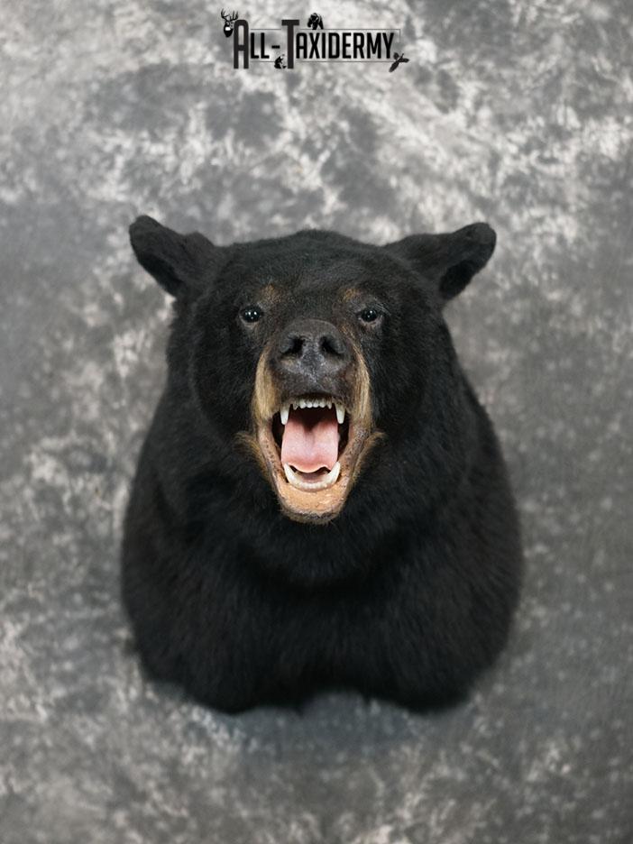 XL Black bear taxidermy shoulder mount SKU 2376