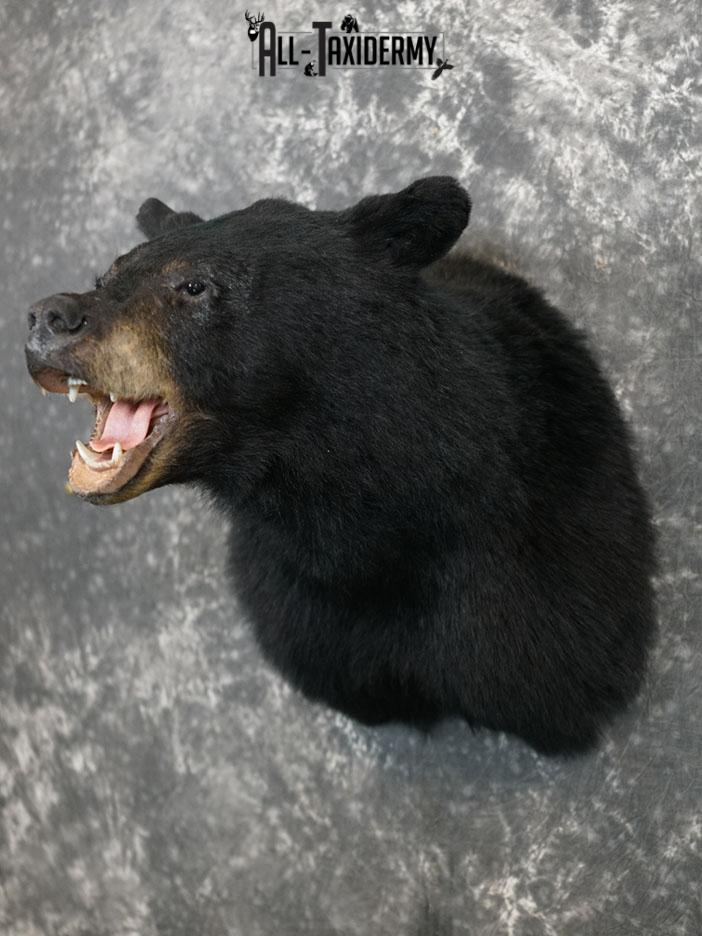 XL Black bear taxidermy shoulder mount SKU 2376 - Image 2