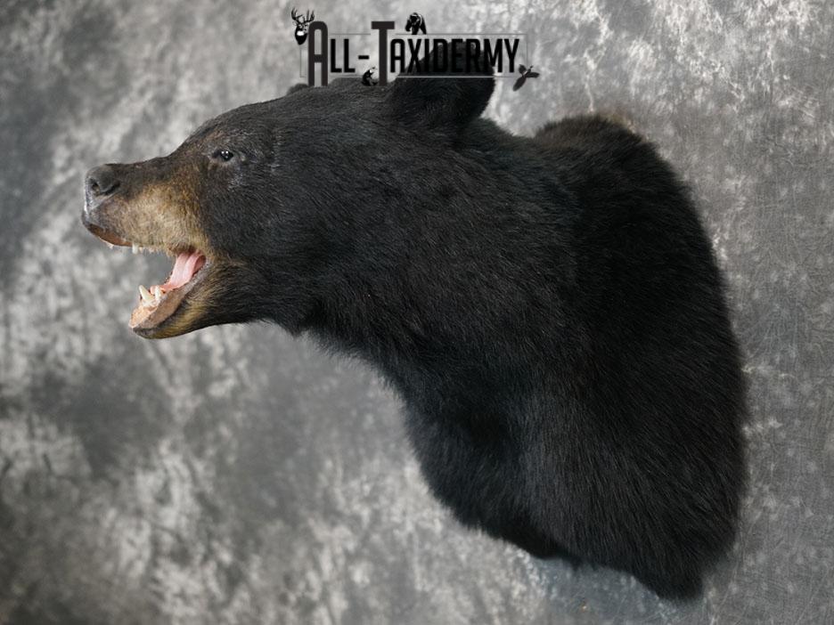 XL Black bear taxidermy shoulder mount SKU 2376 - Image 9
