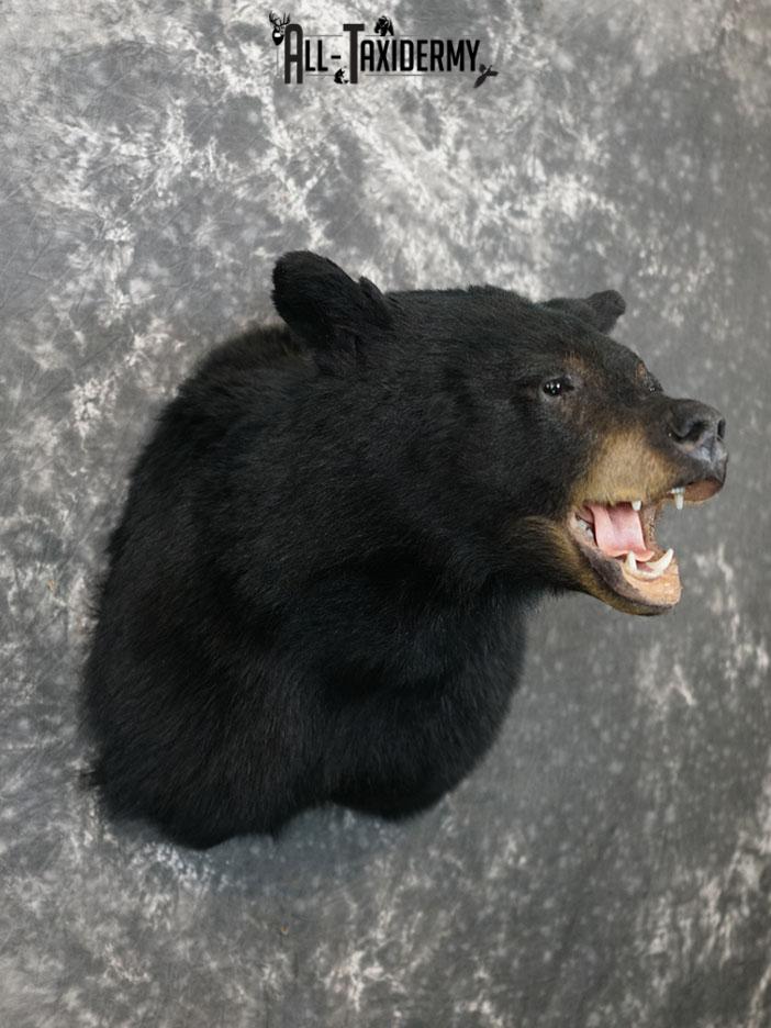 XL Black bear taxidermy shoulder mount SKU 2376 - Image 8