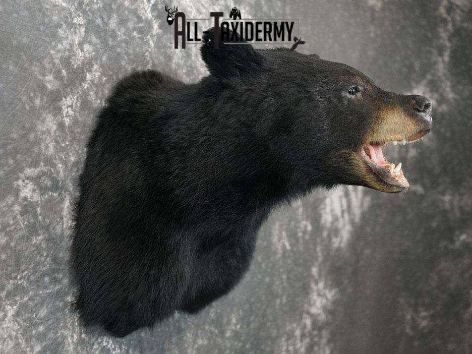 XL Black bear taxidermy shoulder mount SKU 2376 - Image 7