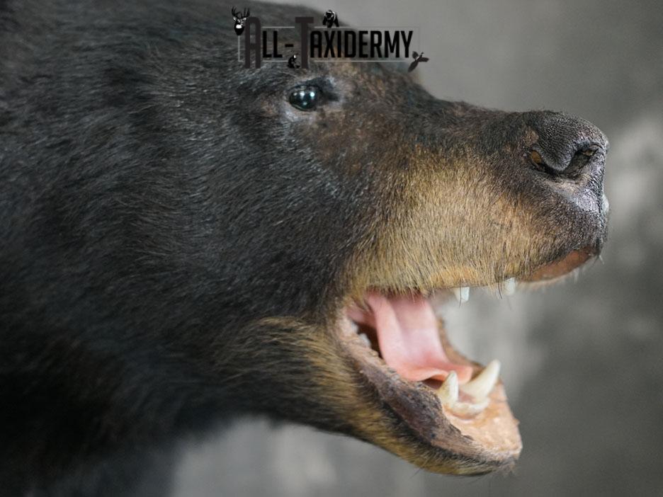 XL Black bear taxidermy shoulder mount SKU 2376 - Image 6