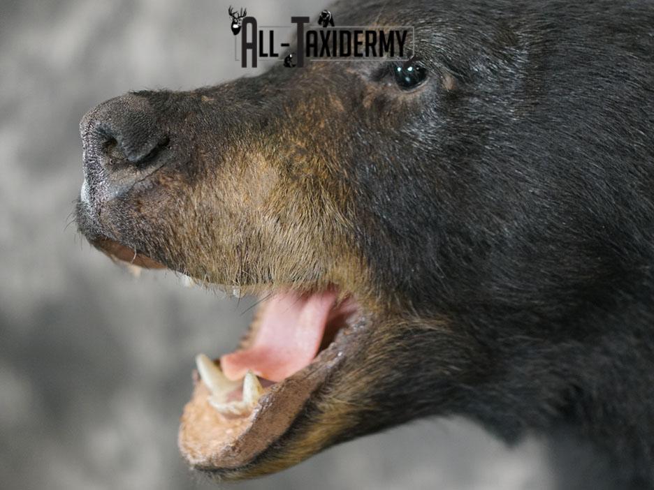 XL Black bear taxidermy shoulder mount SKU 2376 - Image 5