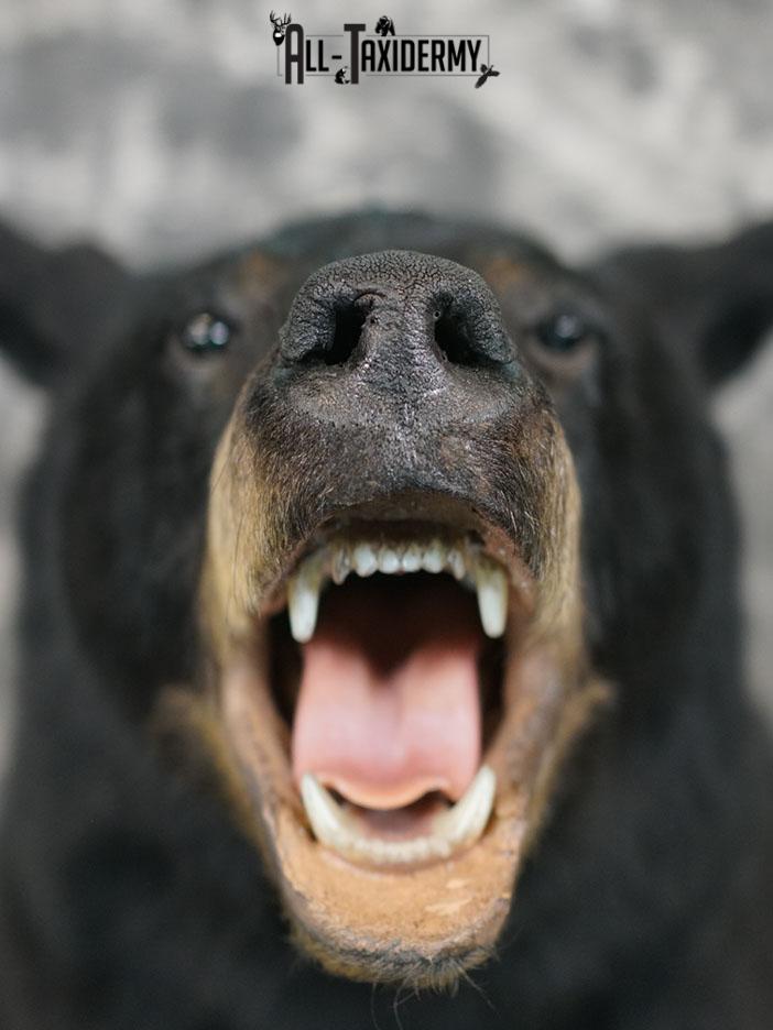 XL Black bear taxidermy shoulder mount SKU 2376 - Image 4