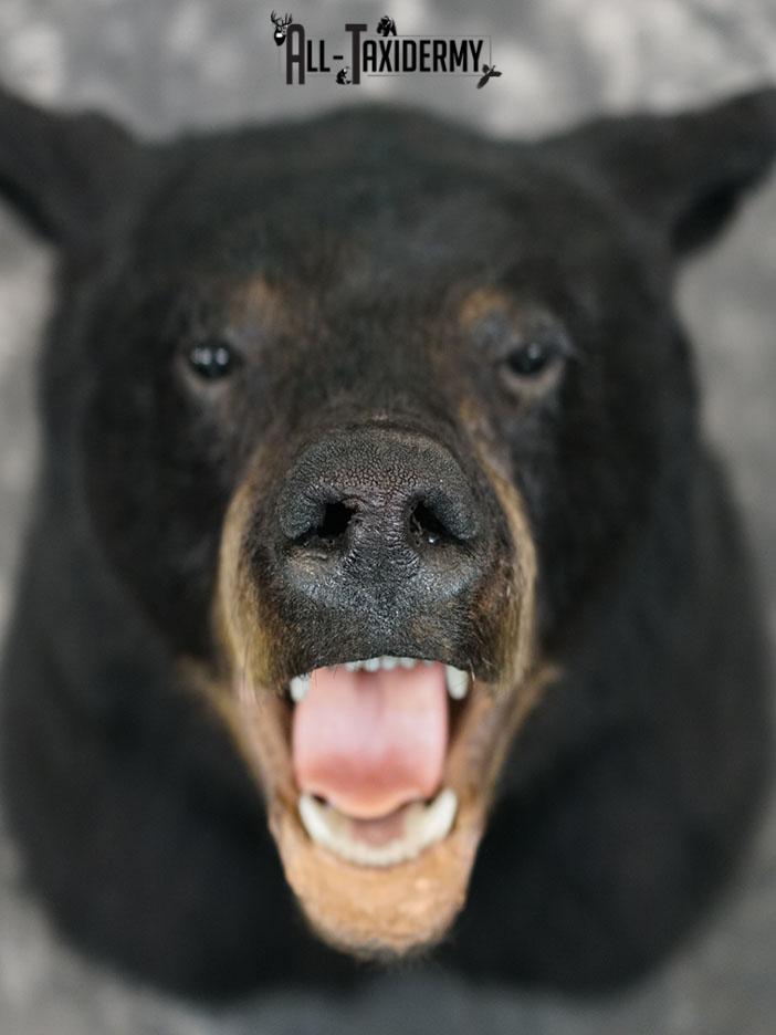 XL Black bear taxidermy shoulder mount SKU 2376 - Image 3