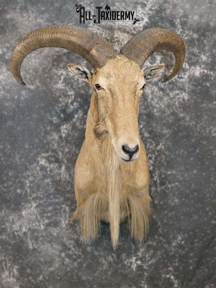 Aoudad taxidermy mount SKU 2372 - Image 3