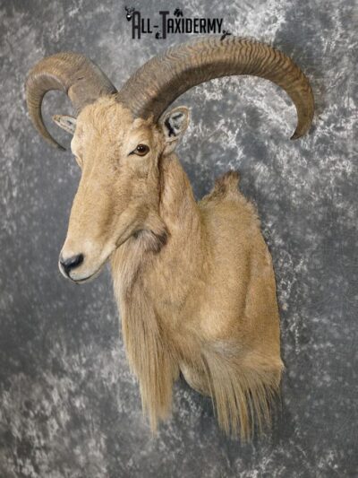 Aoudad taxidermy mount SKU 2372