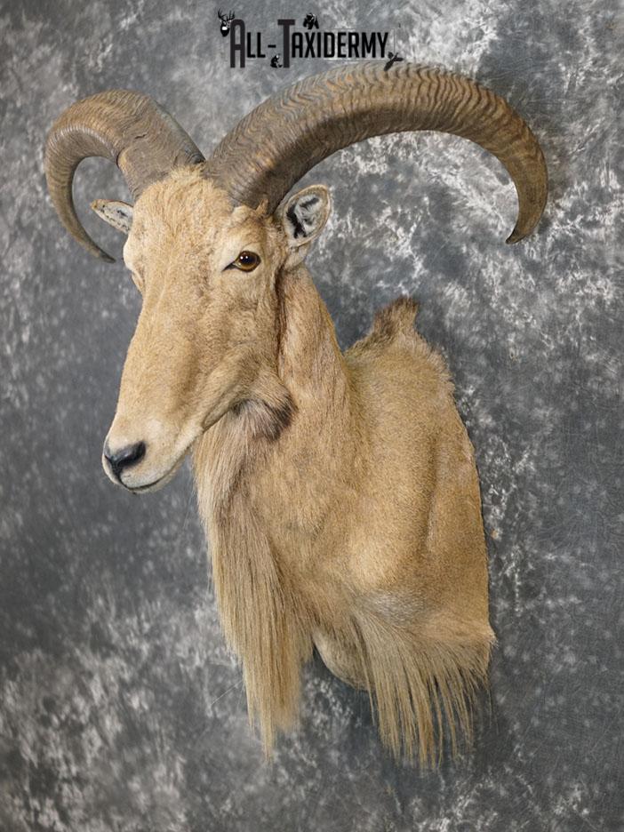 Aoudad taxidermy mount SKU 2372
