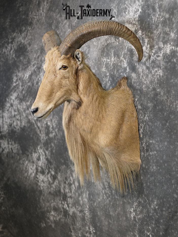 Aoudad taxidermy mount SKU 2372 - Image 2
