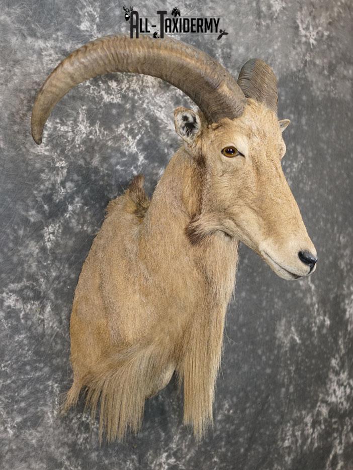 Aoudad taxidermy mount SKU 2372 - Image 5