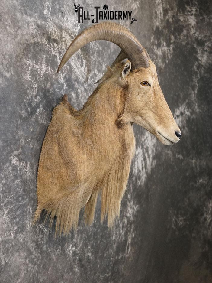 Aoudad taxidermy mount SKU 2372 - Image 4