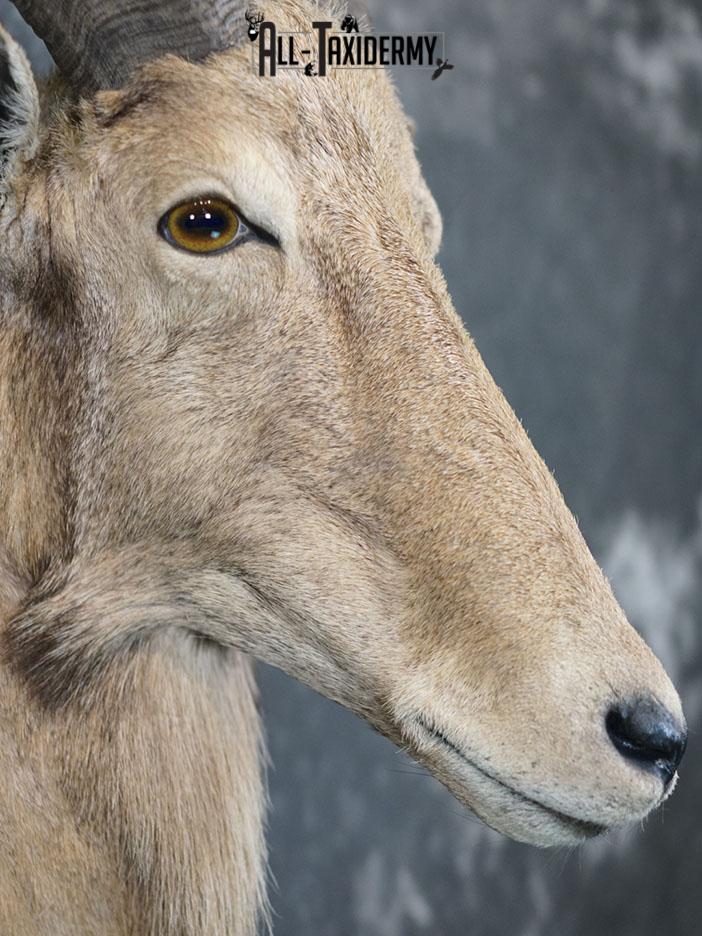 Aoudad taxidermy mount SKU 2372 - Image 7