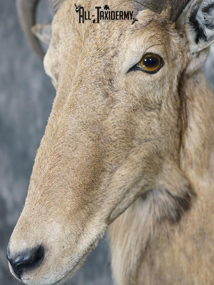 Aoudad taxidermy mount SKU 2372 - Image 6