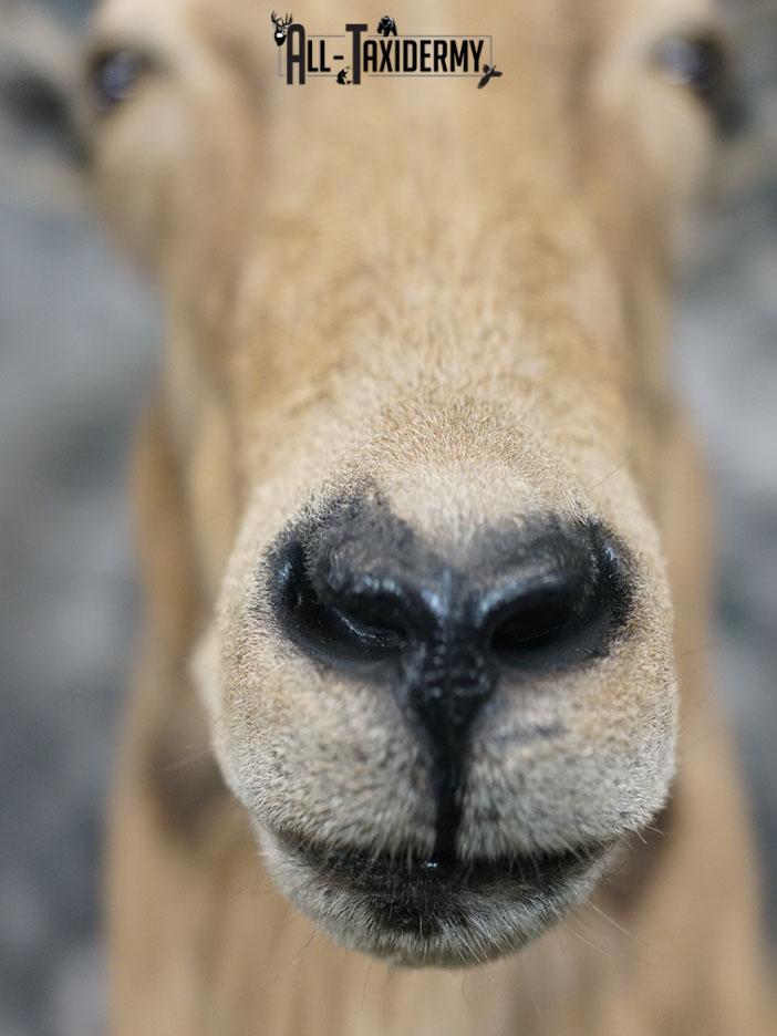 Aoudad taxidermy mount SKU 2372 - Image 8