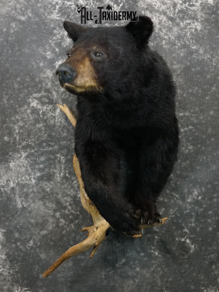 1/2 body black bear taxidermy mount SKU 2373