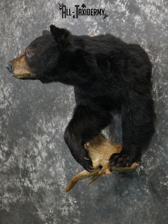 1/2 body black bear taxidermy mount SKU 2373 - Image 5