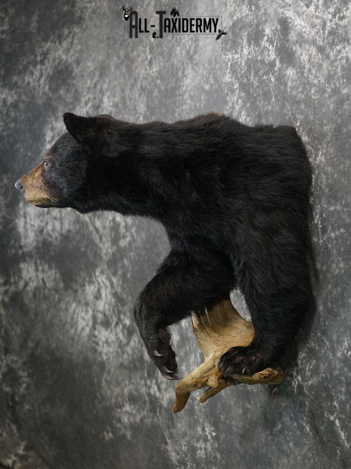 1/2 body black bear taxidermy mount SKU 2373 - Image 4