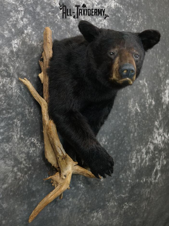 1/2 body black bear taxidermy mount SKU 2373 - Image 3