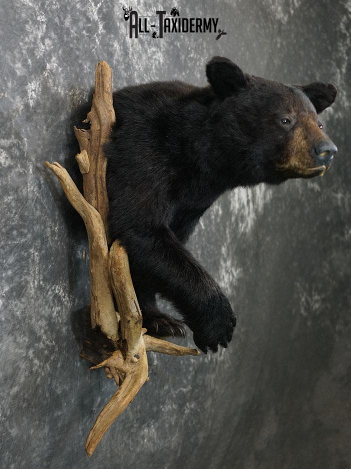 1/2 body black bear taxidermy mount SKU 2373 - Image 2