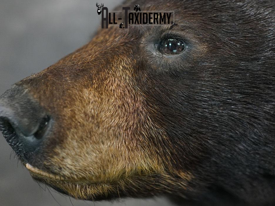 1/2 body black bear taxidermy mount SKU 2373 - Image 7