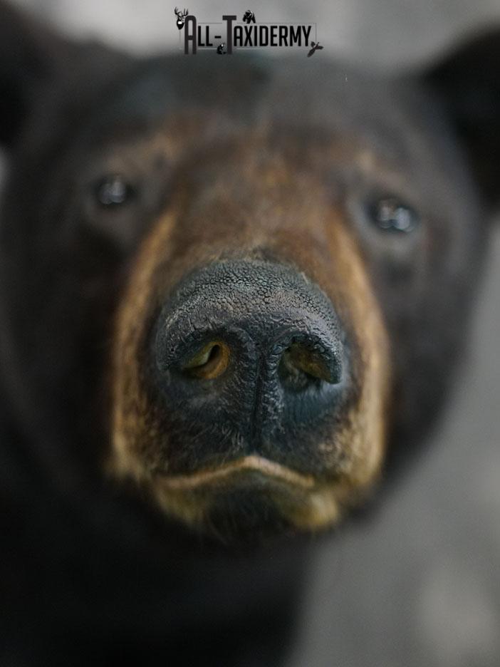 1/2 body black bear taxidermy mount SKU 2373 - Image 6