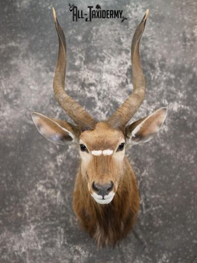African Nyala taxidermy shoulder mount SKU 2369