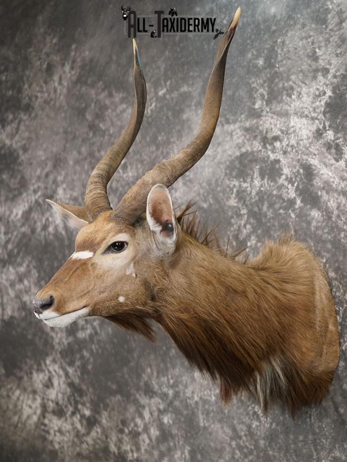 Nyala