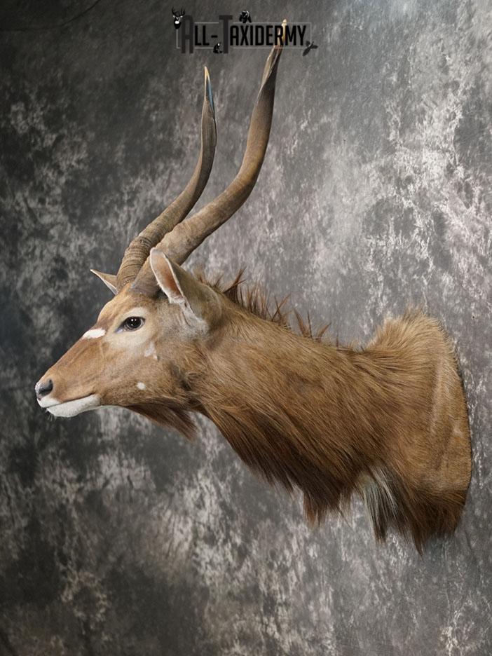 African Nyala taxidermy shoulder mount SKU 2369 - Image 5