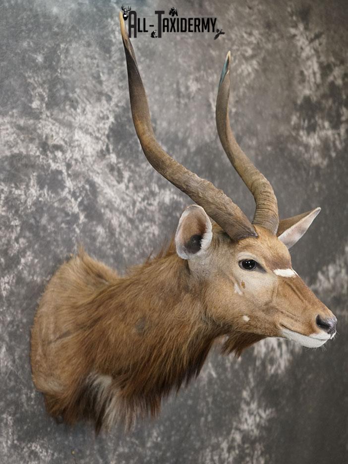 African Nyala taxidermy shoulder mount SKU 2369 - Image 4