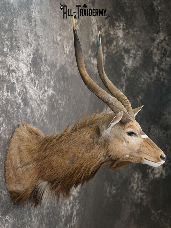 African Nyala taxidermy shoulder mount SKU 2369 - Image 3