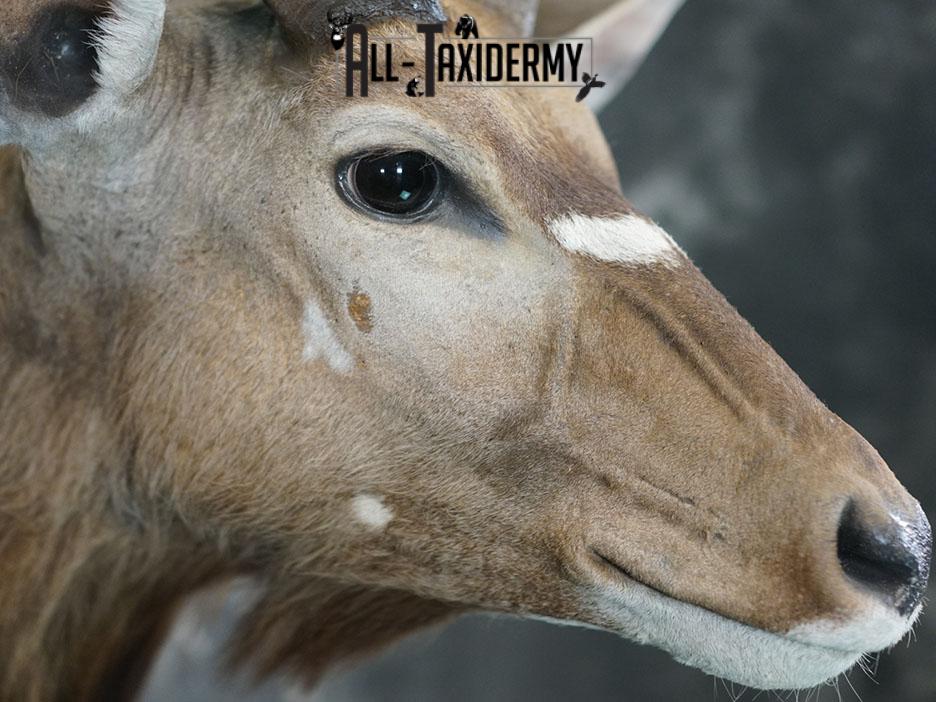 African Nyala taxidermy shoulder mount SKU 2369 - Image 7