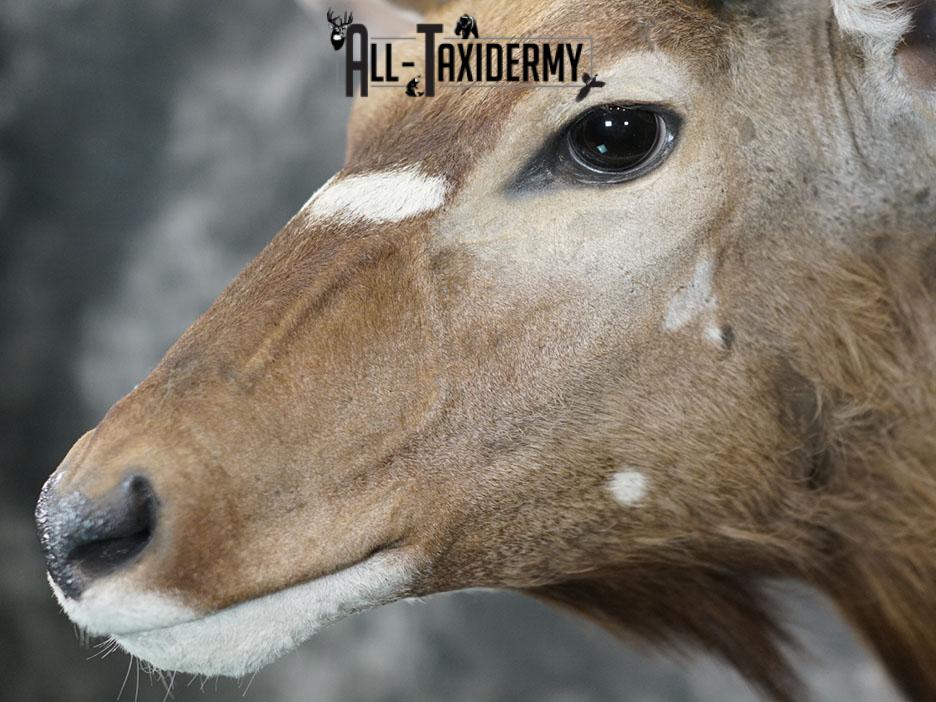 African Nyala taxidermy shoulder mount SKU 2369 - Image 8