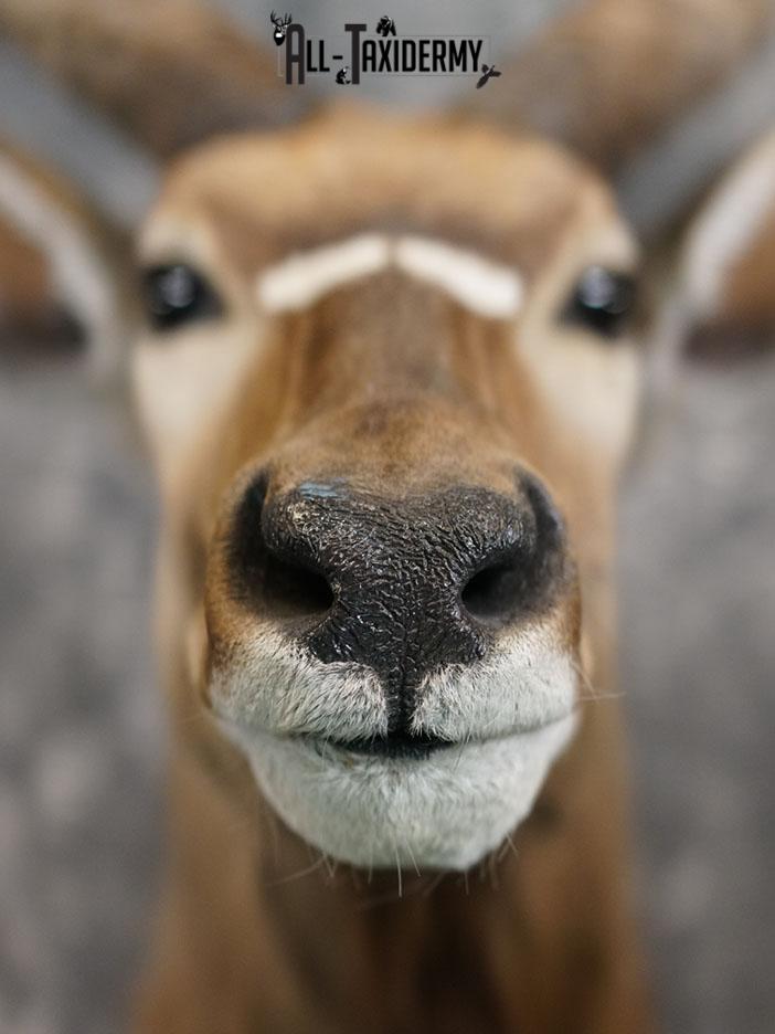 African Nyala taxidermy shoulder mount SKU 2369 - Image 6