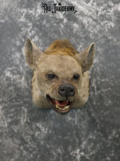 African Hyena taxidermy mount SKU 2371