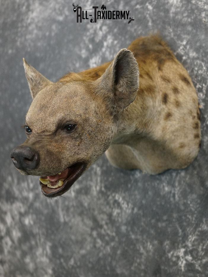 African Hyena taxidermy mount SKU 2371 - Image 2