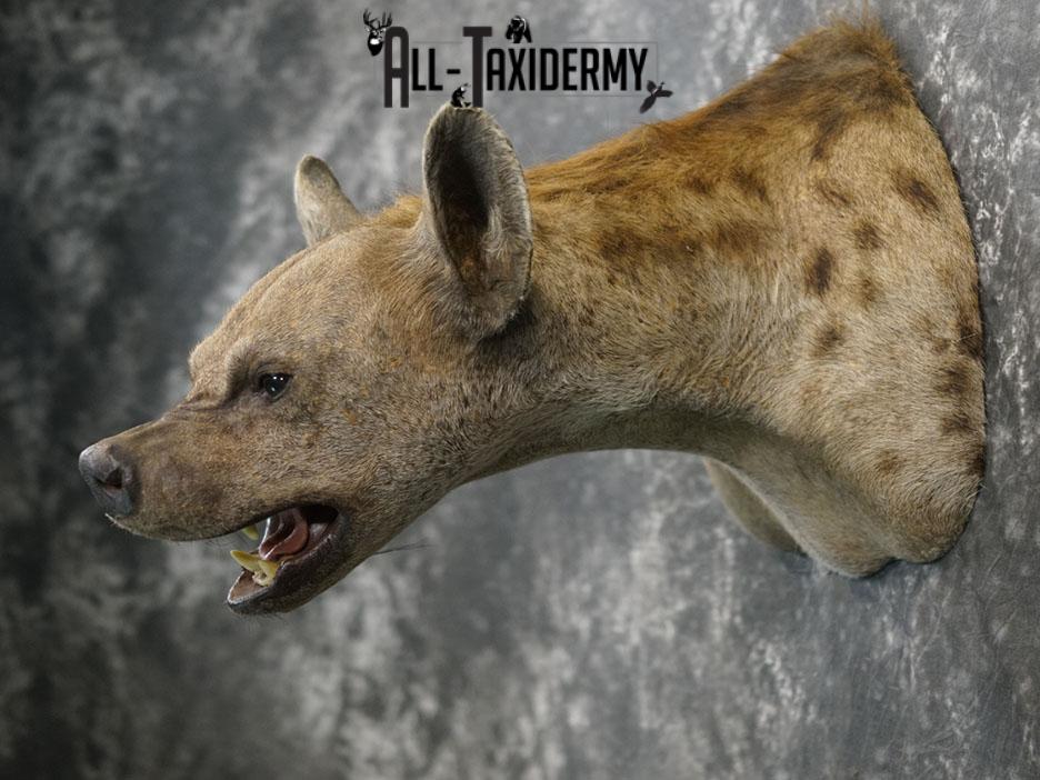 African Hyena taxidermy mount SKU 2371 - Image 6