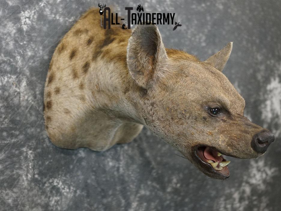 African Hyena taxidermy mount SKU 2371 - Image 5