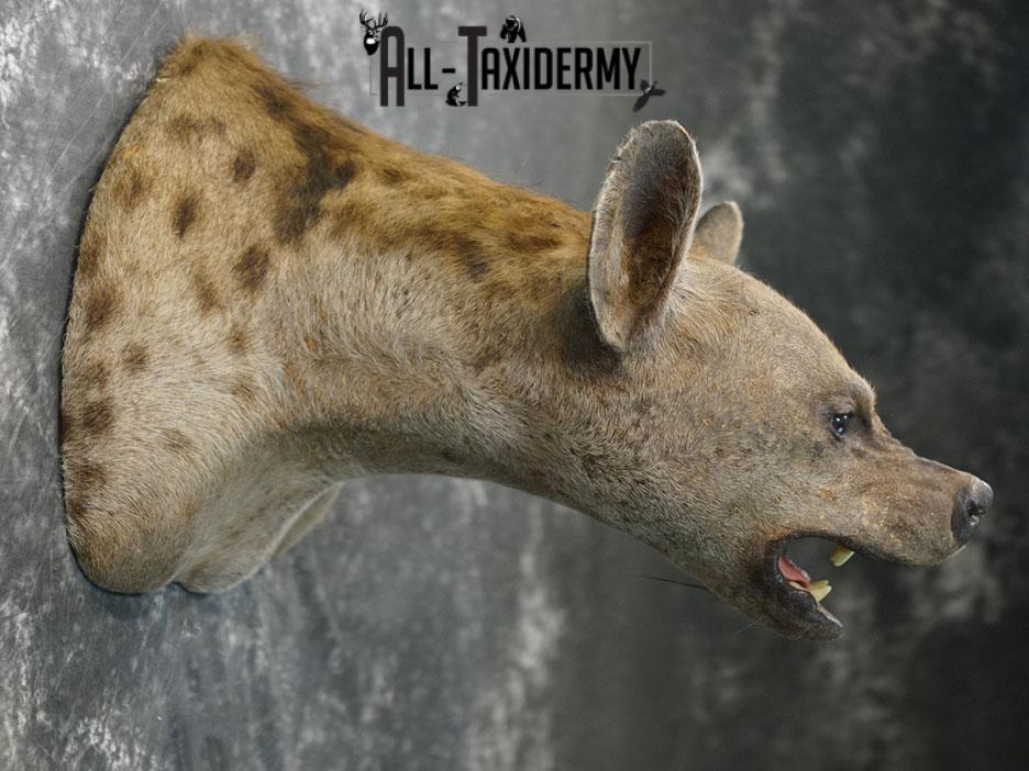 African Hyena taxidermy mount SKU 2371 - Image 4