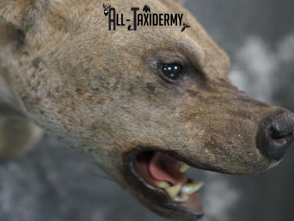 African Hyena taxidermy mount SKU 2371 - Image 9