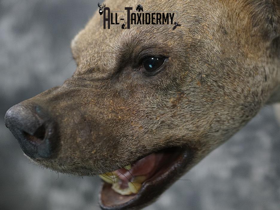 African Hyena taxidermy mount SKU 2371 - Image 7