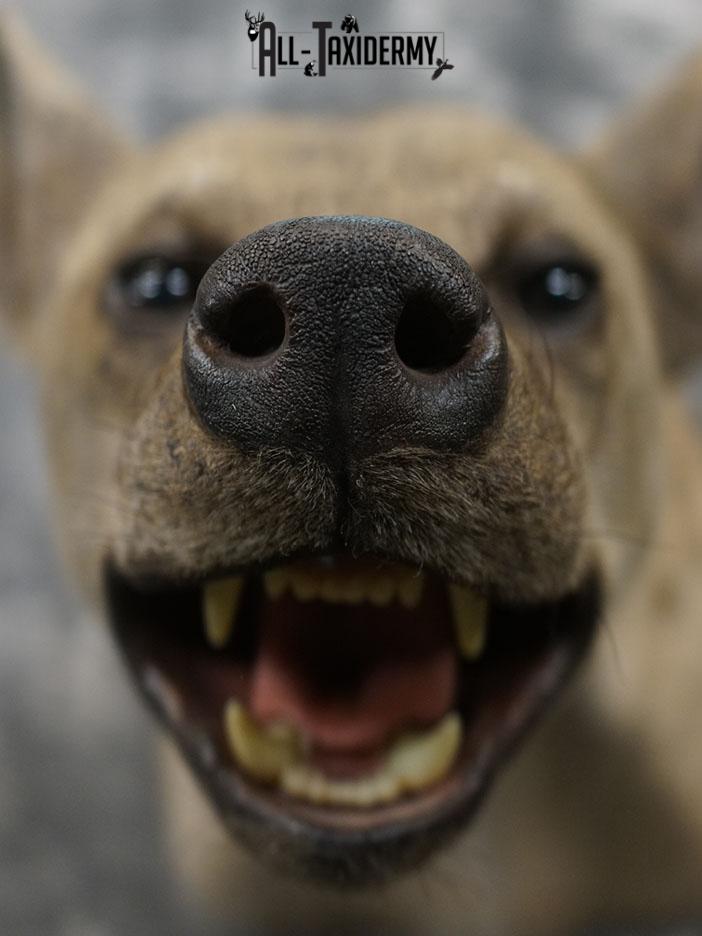 African Hyena taxidermy mount SKU 2371 - Image 8