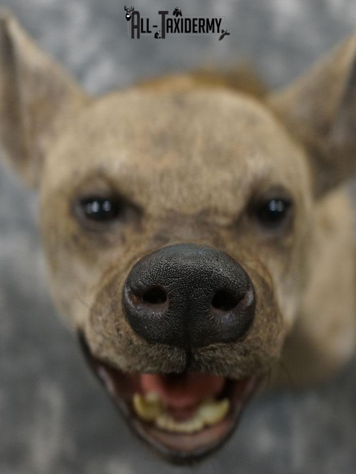 African Hyena taxidermy mount SKU 2371 - Image 3