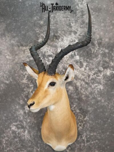 African Impala taxidermy shoulder mount SKU 2368