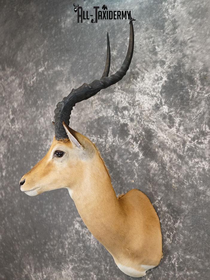 African Impala taxidermy shoulder mount SKU 2368 - Image 2