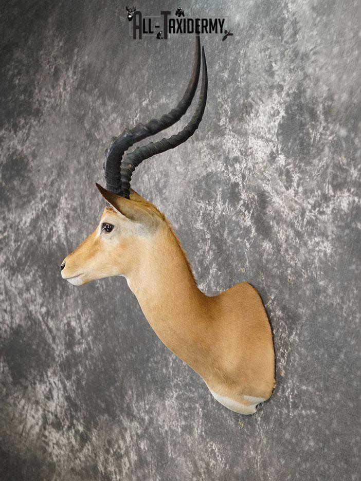 African Impala taxidermy shoulder mount SKU 2368 - Image 5