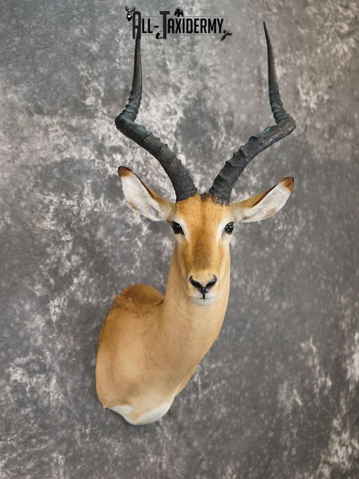 African Impala taxidermy shoulder mount SKU 2368 - Image 4
