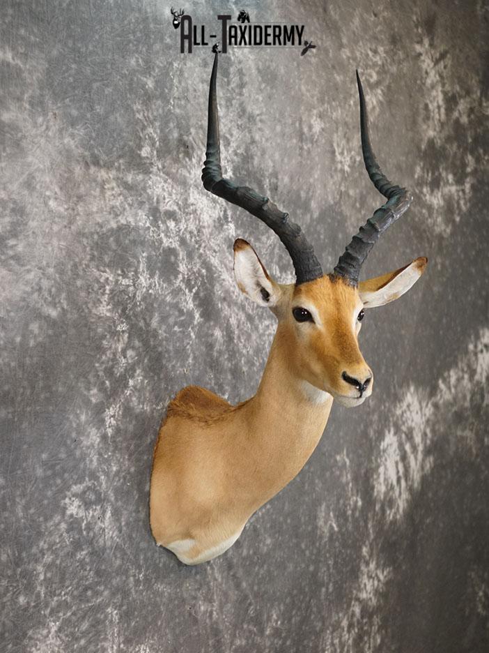 African Impala taxidermy shoulder mount SKU 2368 - Image 3